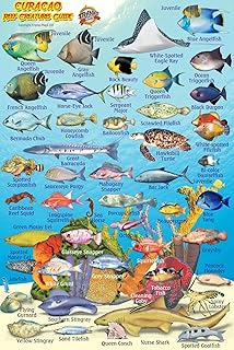 Curacao Reef Creatures Guide Franko Maps Laminated Fish Card 4" x 6"