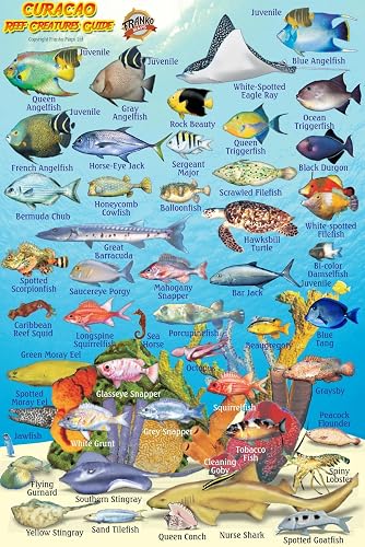 Curacao Reef Creatures Guide Franko Maps Laminated Fish Card 4" x 6"