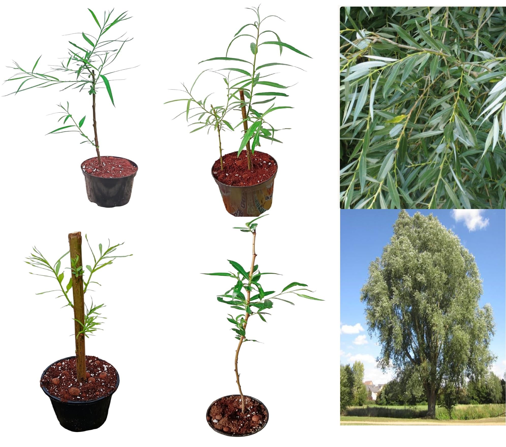 Willow Tree in Pot | 30–70cm Tall | Healthy UK Grown Sapling | Fast-Growing Ornamental Tree