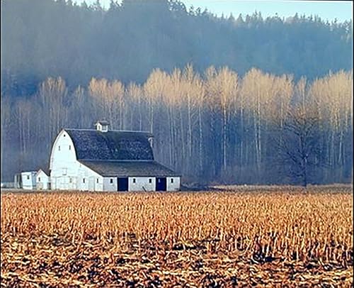 Miniatura 4 de Impact Posters Gallery Póster artístico para decoración de pared, diseño de árbol de granero antiguo, 16 x 20 pulgadas, diseño de flores