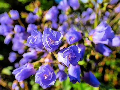 Jacobs Ladder - Semillas de flores silvestres para plantar 50 semillas - Polemonium reptans - Impresionante flor silvestre que florece en primavera