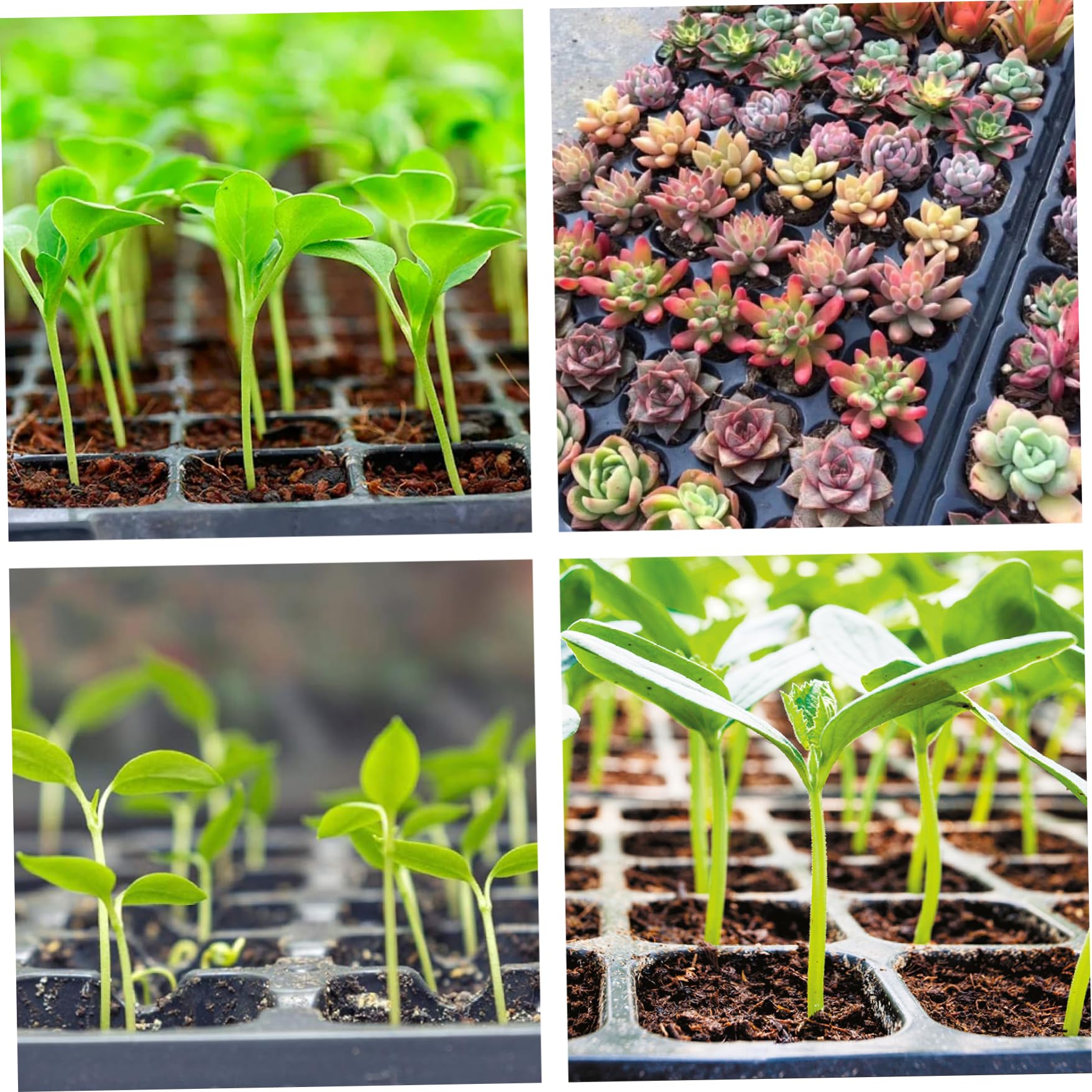 10pcs vassoio di germinazione del giardinaggio, 128 cellule di giardinaggio che coltivano vassoi di piantine di posa in plastica