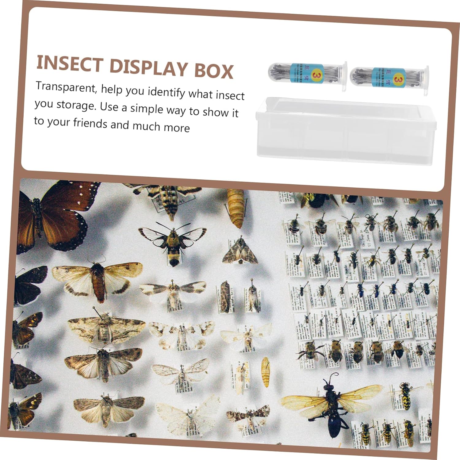 Specimen Display Kit Plant Specimen Box Needle Insect Container for Education and Collection