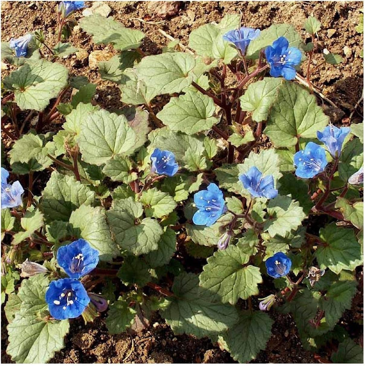 Everwilde Farms - 1 Lb California Bluebell Native Wildflower Seeds - Gold Vault