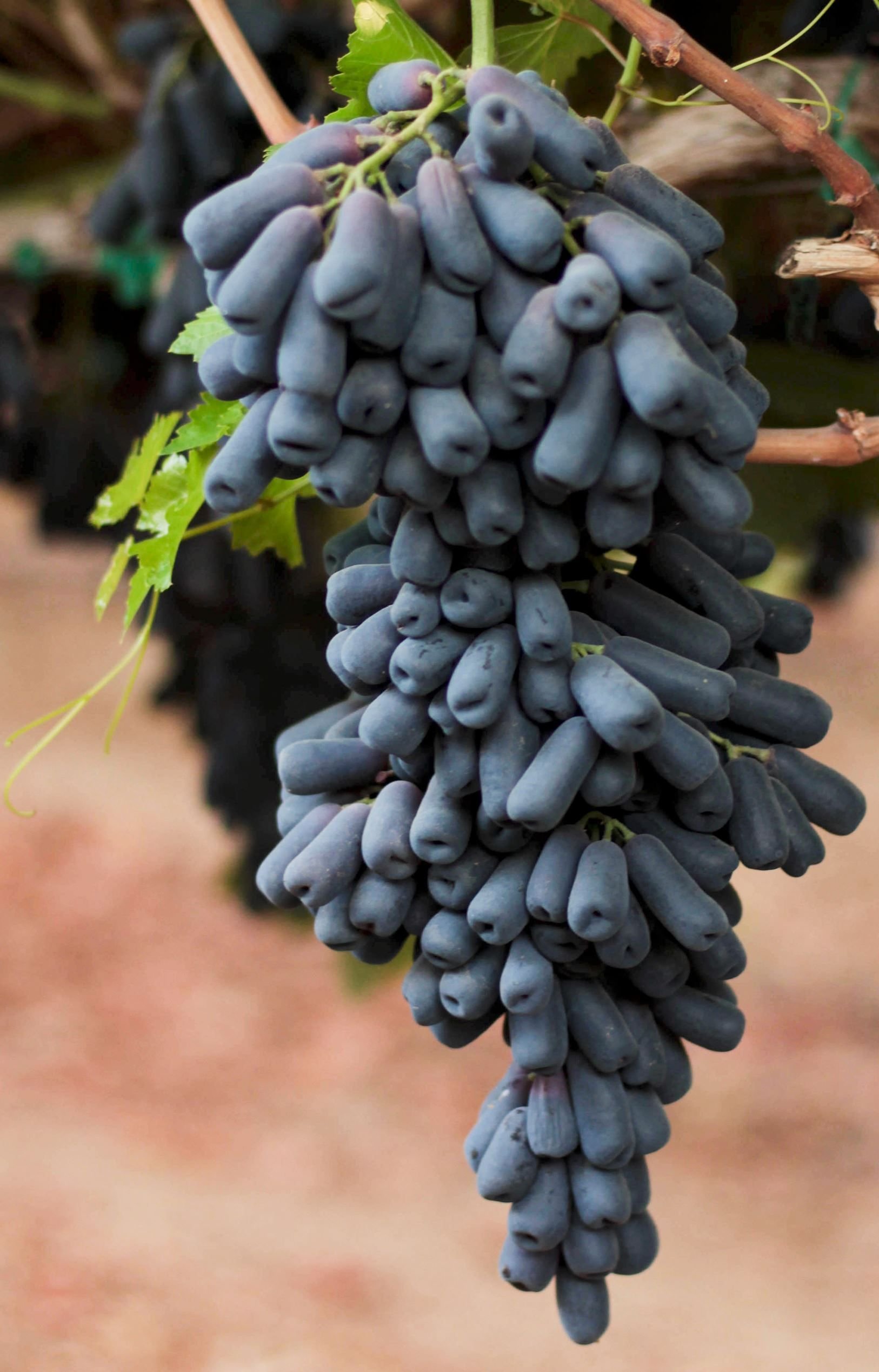 See full amazon price history chart for Aiden Gardens Exotic Grape Plant Moon Drops Black Seedless Grape plant20 seeds pack Aiden Gardens Exotic Grape Plant Moon Drops Black Seedless Grape plant20 seeds pack (B093DKBMNK) Amazon Price History, Amazon Price Tracker