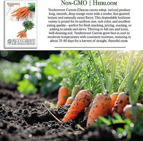 Miniatura 3 de Semillas de zanahoria tiernas para plantar, más de 1200 semillas de reliquia por paquete, semillas de jardín de Isla (semillas de jardín de Isla),