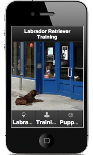 Ladrador Retriever Training – vue 4
