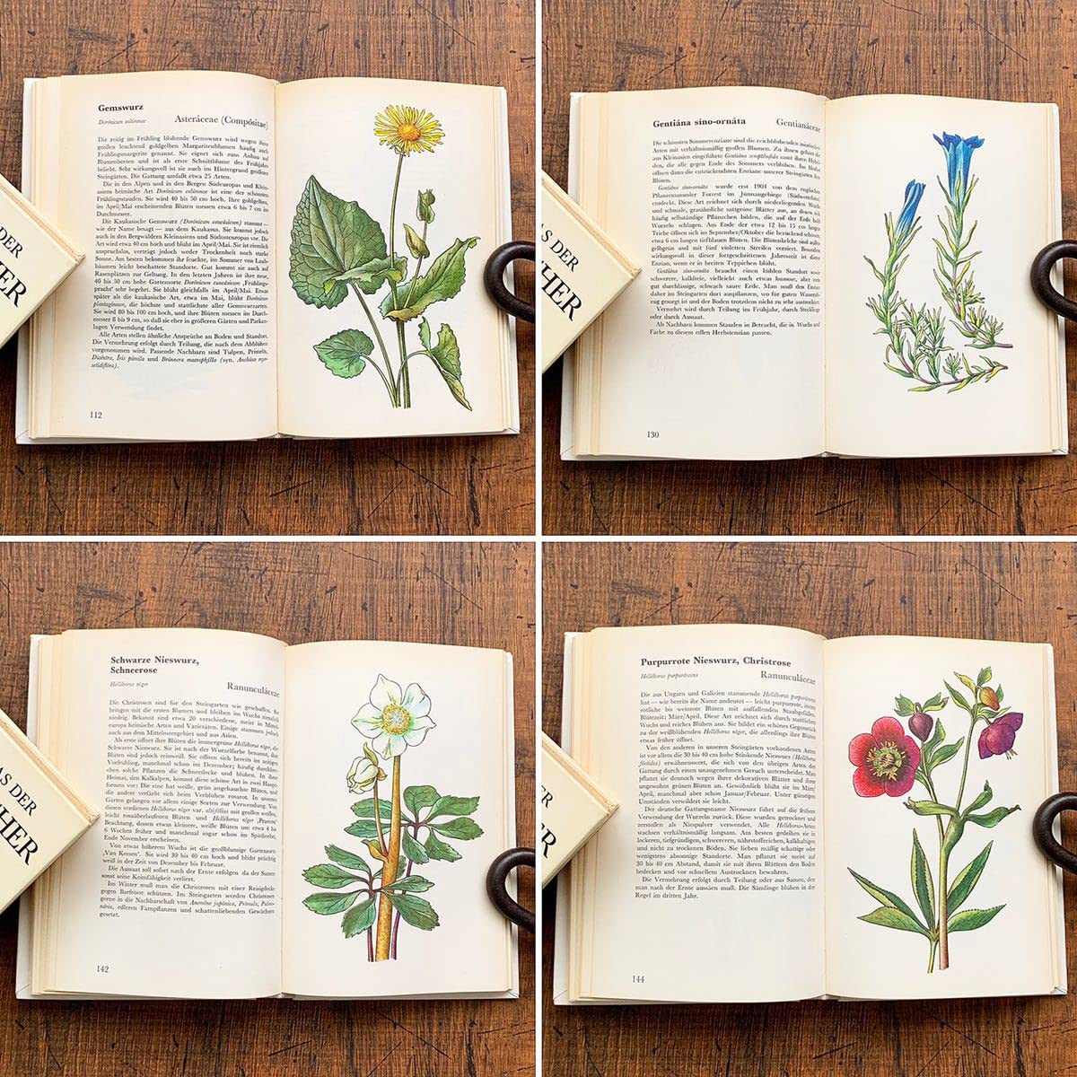 Amazon.co.jp: ドイツの古い植物図鑑(STEINGARTEN 1972年