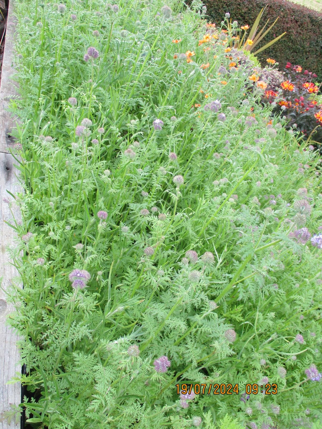 Wild Flower Meadow 100g Certified Seeds wildflower seeds Over 26 of