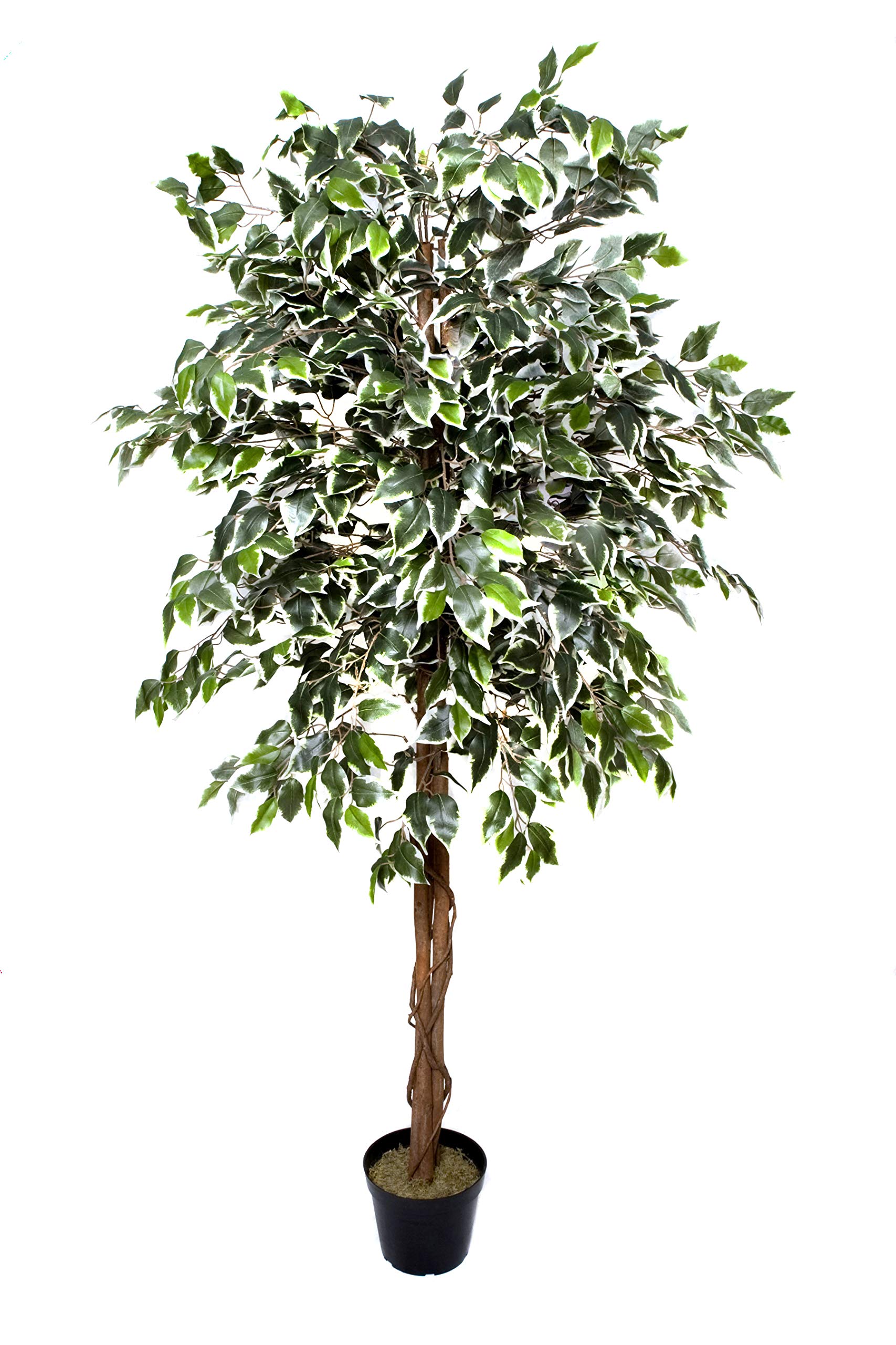 Premium Artificial Variegated Ficus Tree 180 cm Potted Plant, green