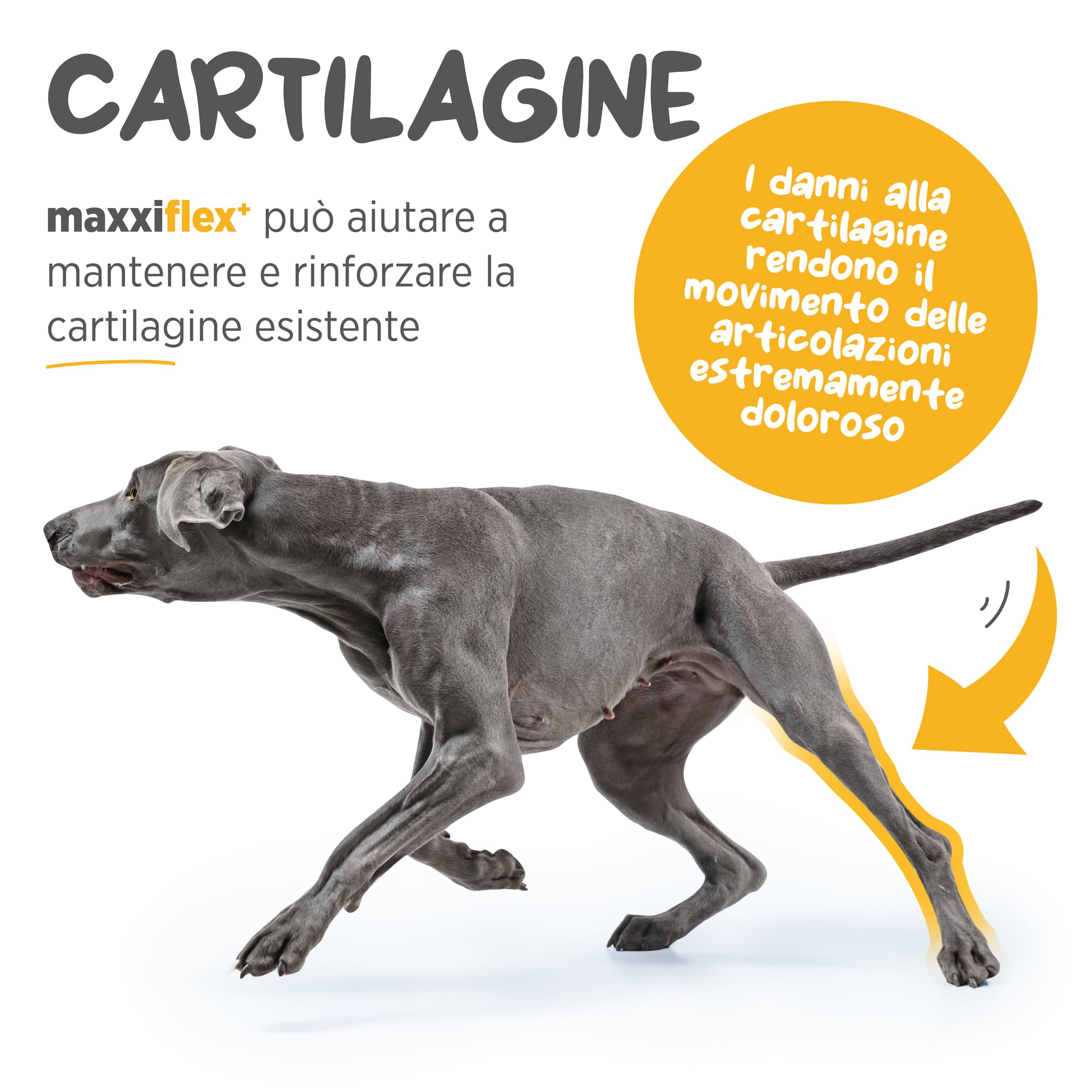 maxxiflex+ Integratore per Le Articolazioni del Cane per Migliorare la Mobilità e Avere Articolazioni in Ottima Salute – 120 Compresse