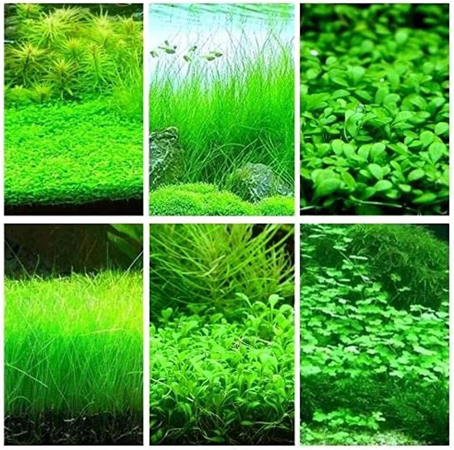 Aquarium Grass Plant Seeds 6 Packs Green Carpet Plant
