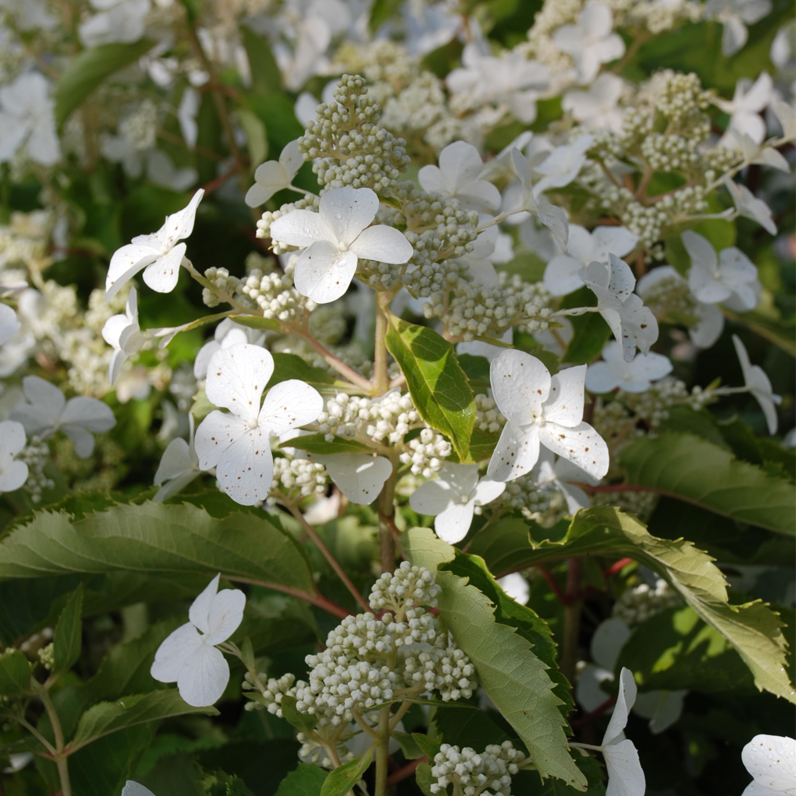 Rispenhortensie Butterfly reinweiß - Hortensie winterhart & mehrjährig - Hydrangea paniculata - 1 Pflanze von Garten Schlüter - Pflanzen in Top Qualität