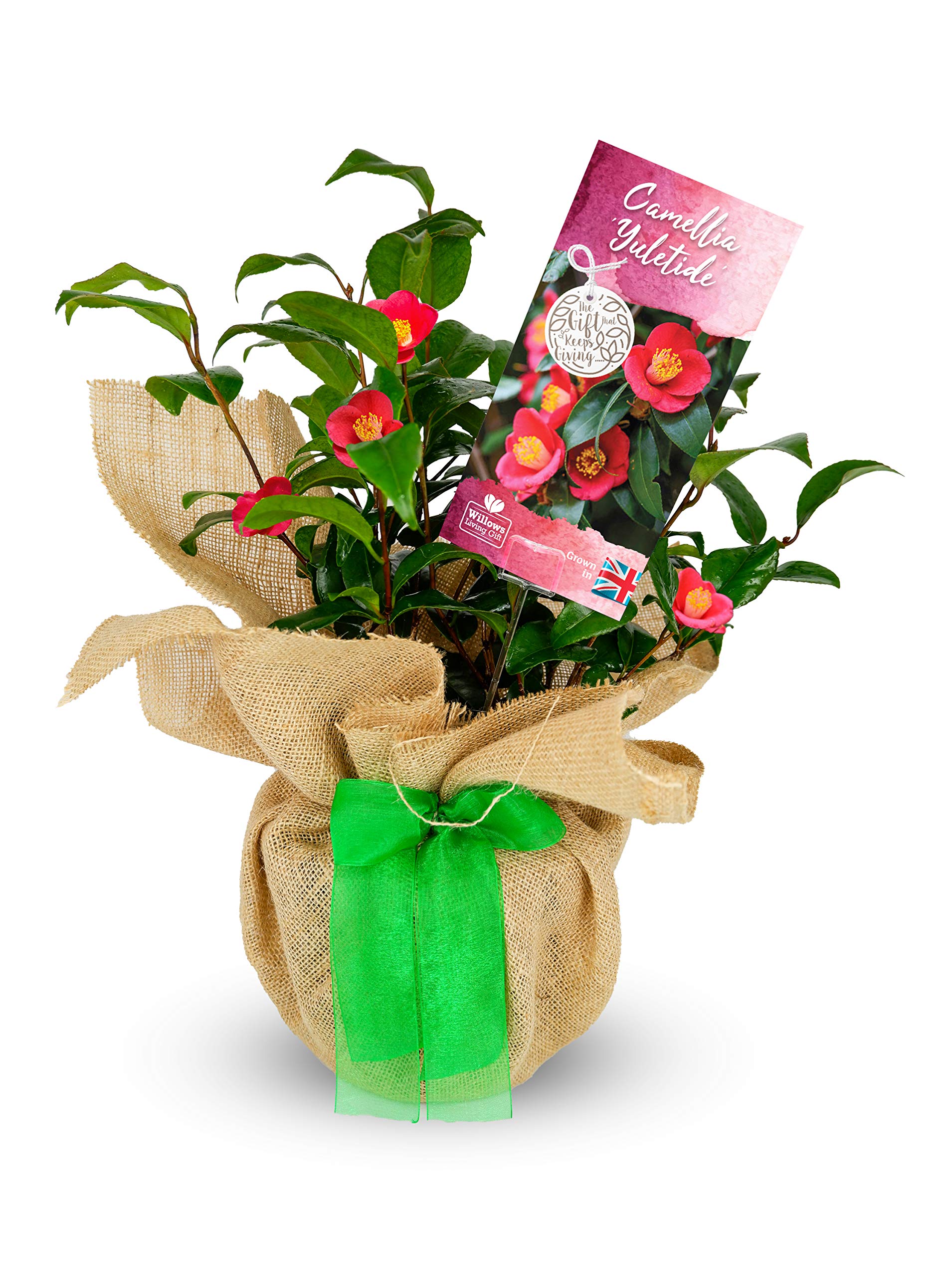 Camellia 'Yuletide' - Christmas Plant Gift Idea - Evergreen Camellia Gift Wrapped With Festive Green Bow