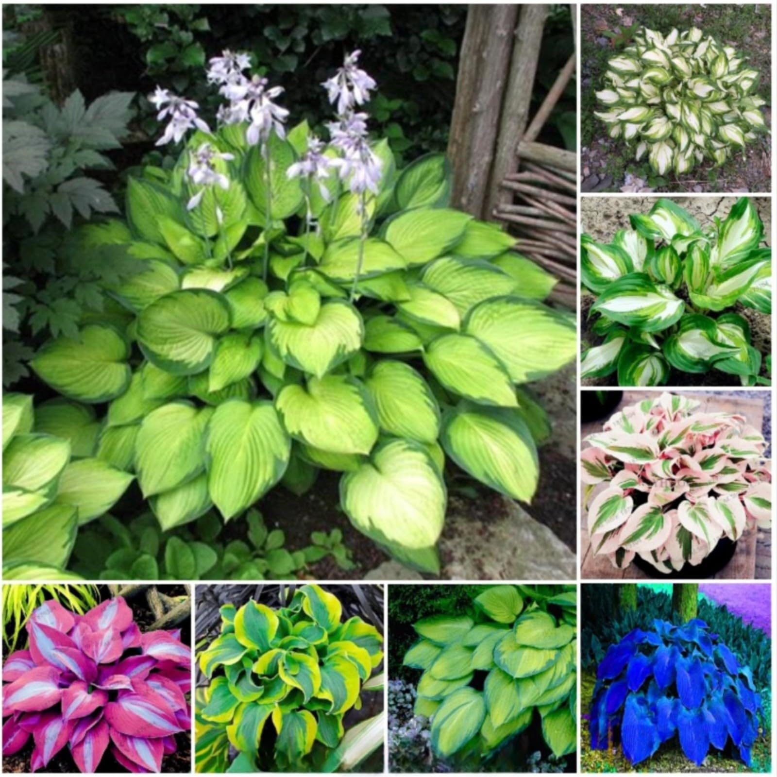 Hostas Bulbs for Planting Now UK Perennial Ornamental Perennial Good for Containers Greening Easy Plant Natural Organic Excellent Display Plant Bulbs-15Bulbs-greenE