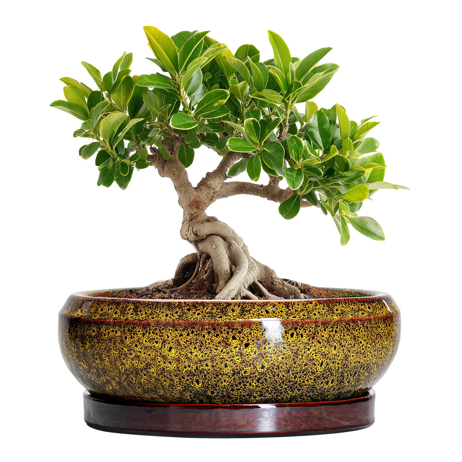 Yellow Ceramic Succulent Planter