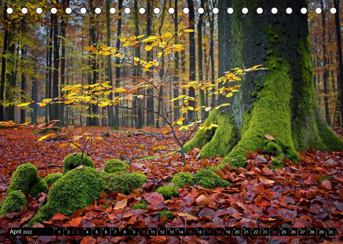Zauberhafter Sachsenwald (Tischkalender 2022 DIN A5 quer): Impressionen aus dem Sachsenwald (Monatskalender, 14 Seiten ) (CALVENDO Natur)
