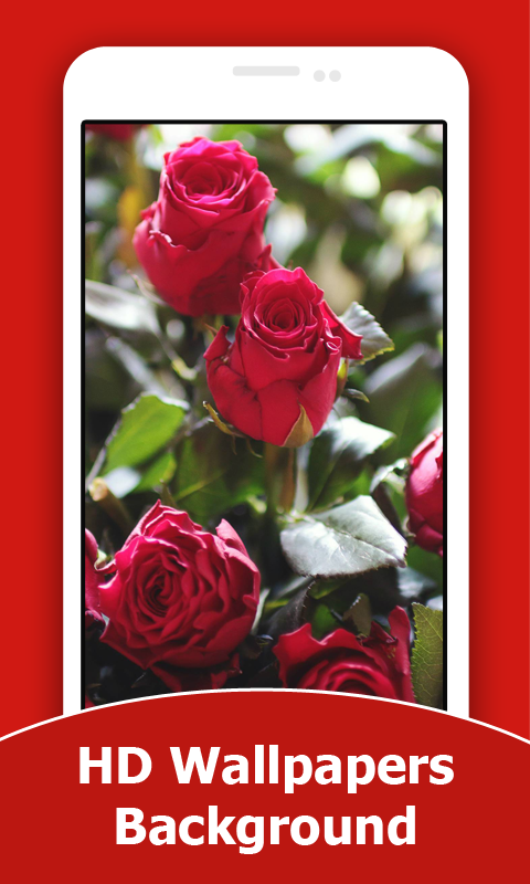 Red Rose Wallpapers For Mobile Free Download