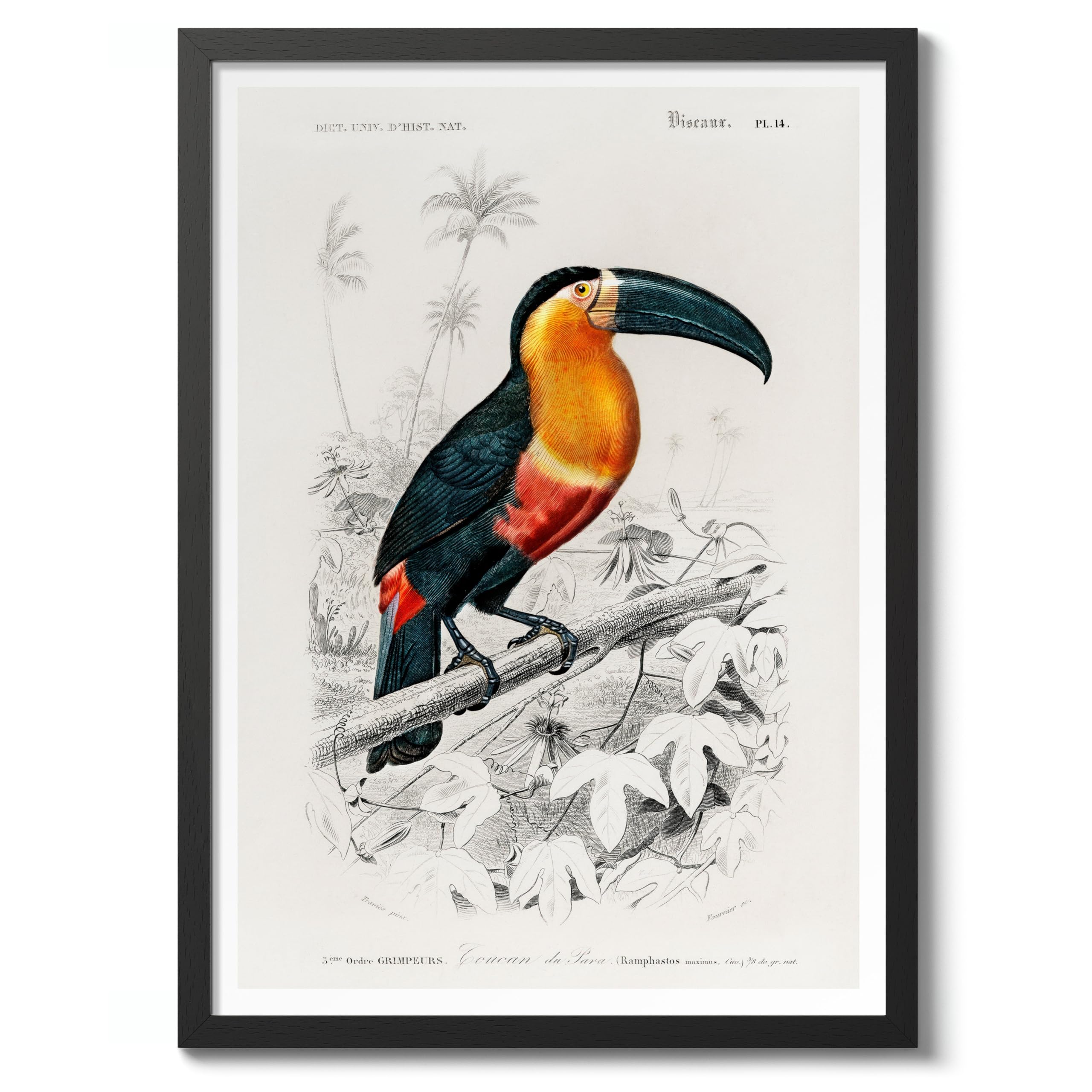 Toucan Charles Dessalines D'Orbigny Poster, Vintage Botanical Prints, Encyclopedia Retro Wall Art Home Decor, Archival Matte, A5 (Black Frame) - 21x14.8cm