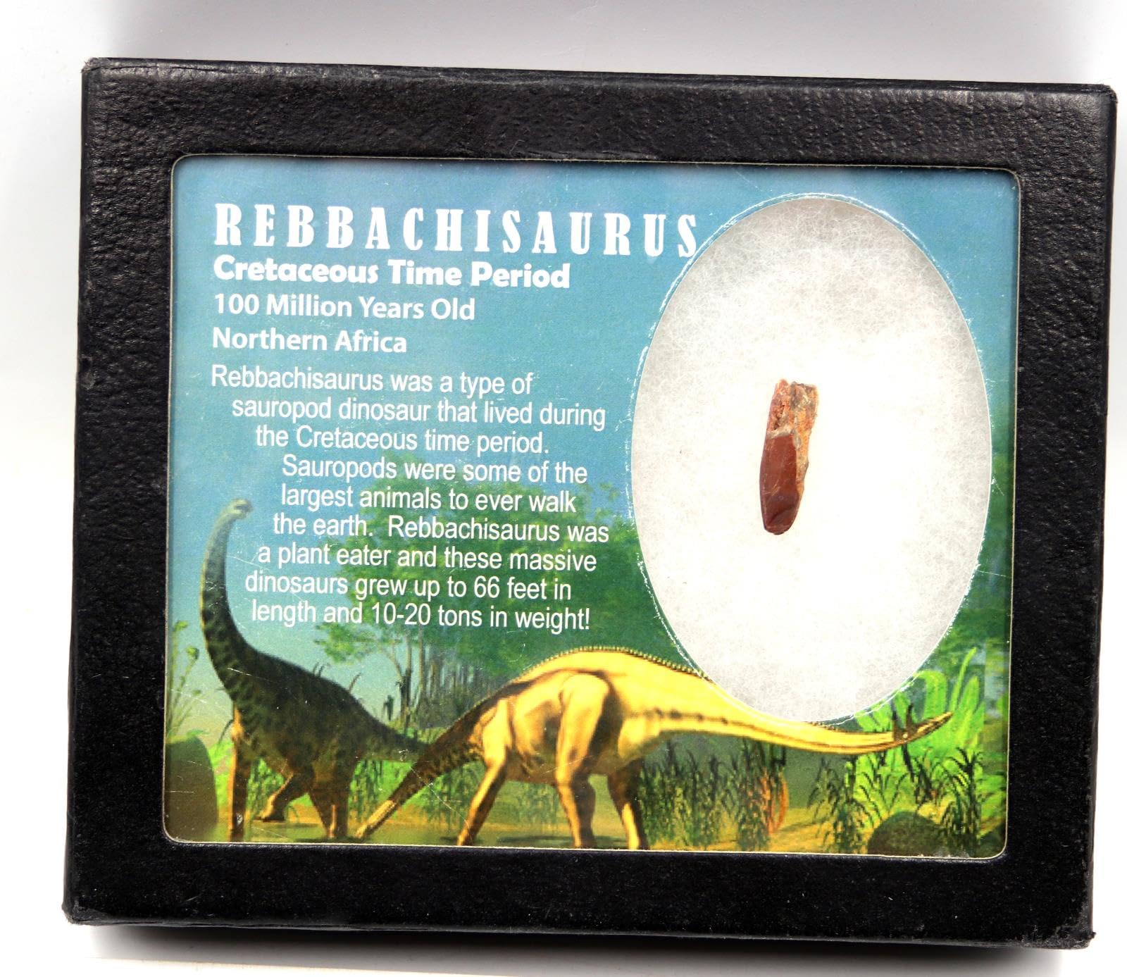 Dinosaur, T rex, Morocco, Tooth, Teeth, Fossil, Sauropod, Rebbachisaurus