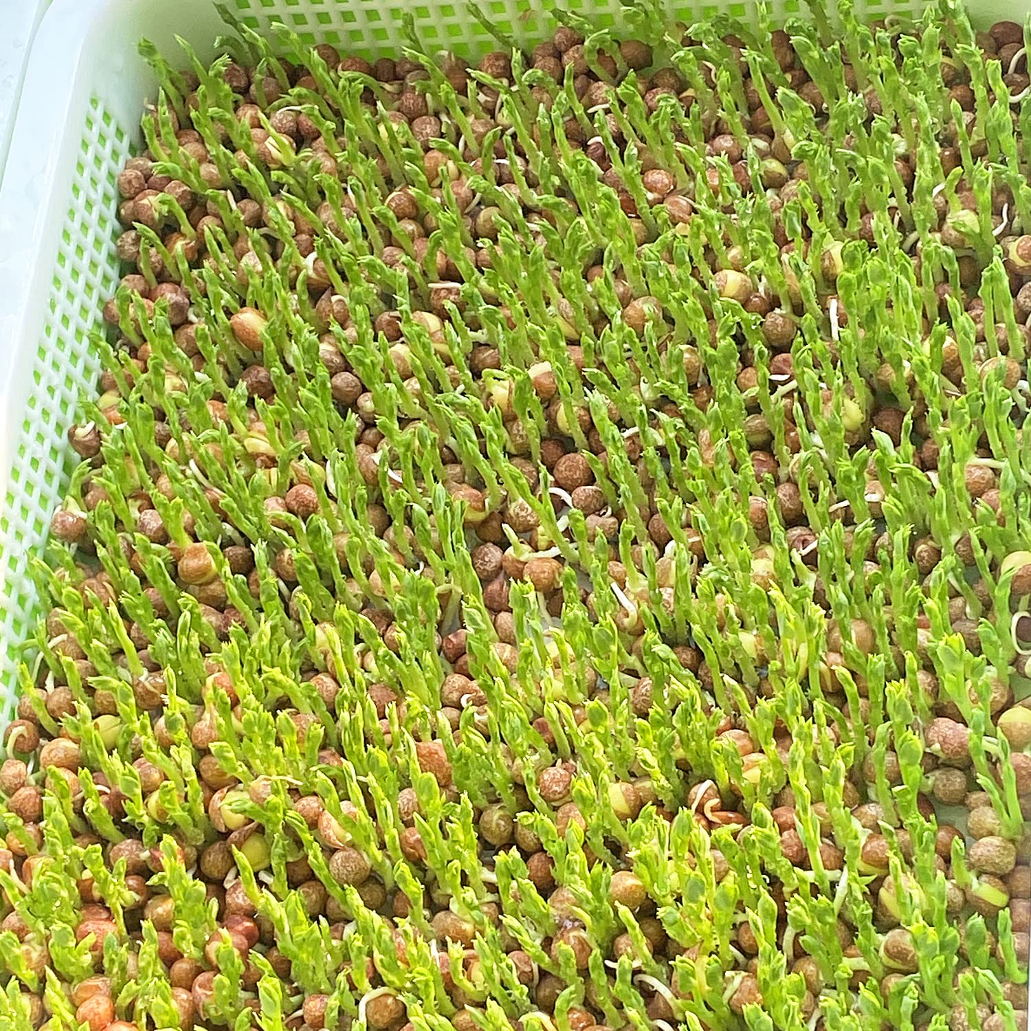 Keimschalen für Sprossen Keimung Tablett, Kresse anzuchtschalen Hoch Atmungsaktivität Plastik Seed hydroponic Seeding Keimung Gewächshaus Tablett für Garten Innen und Außenbereich (5pcs)