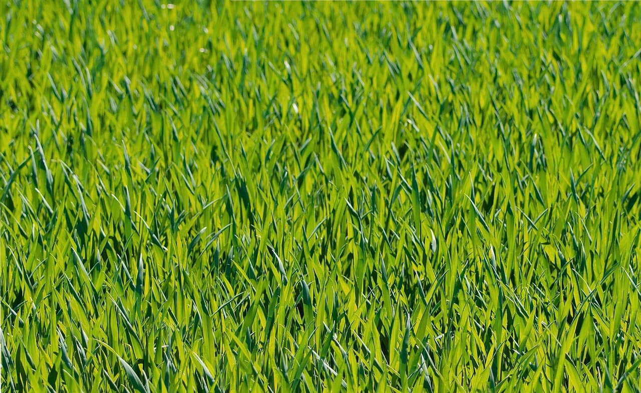 COMPO EXPERT Blaukorn Classic