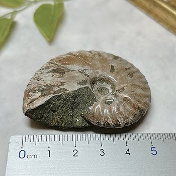 巨大！！　アンモナイト　クレオニセラス　ブラック　化石 巨大！！アンモナイトクレオニセラスブラック化石