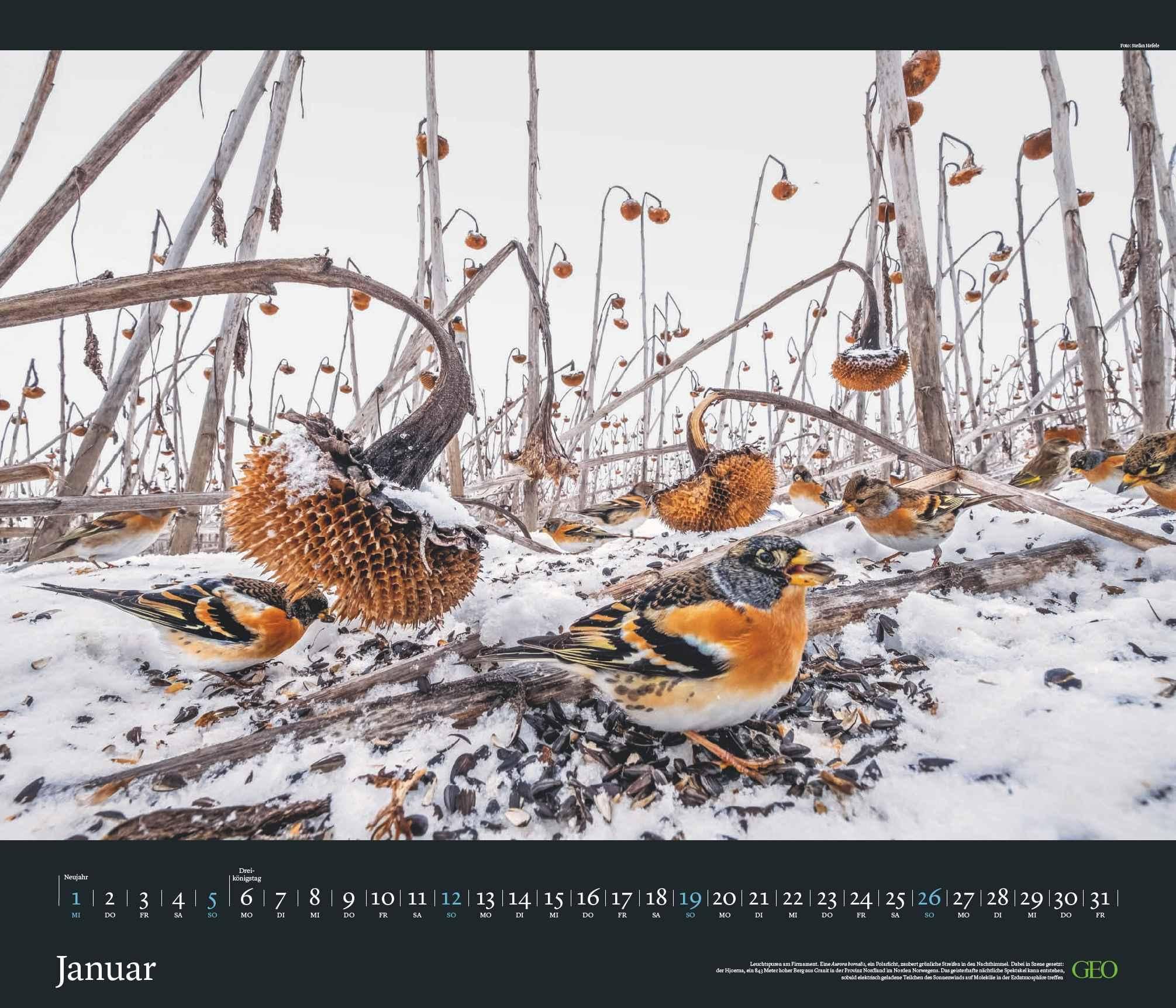 GEO Edition - Tierwelten Wandkalender 2025 - Beeindruckender Kalender für Tierfotografie, Großformat 70x60 cm, mit Einzigartigen Aufnahmen aus der Tierwelt