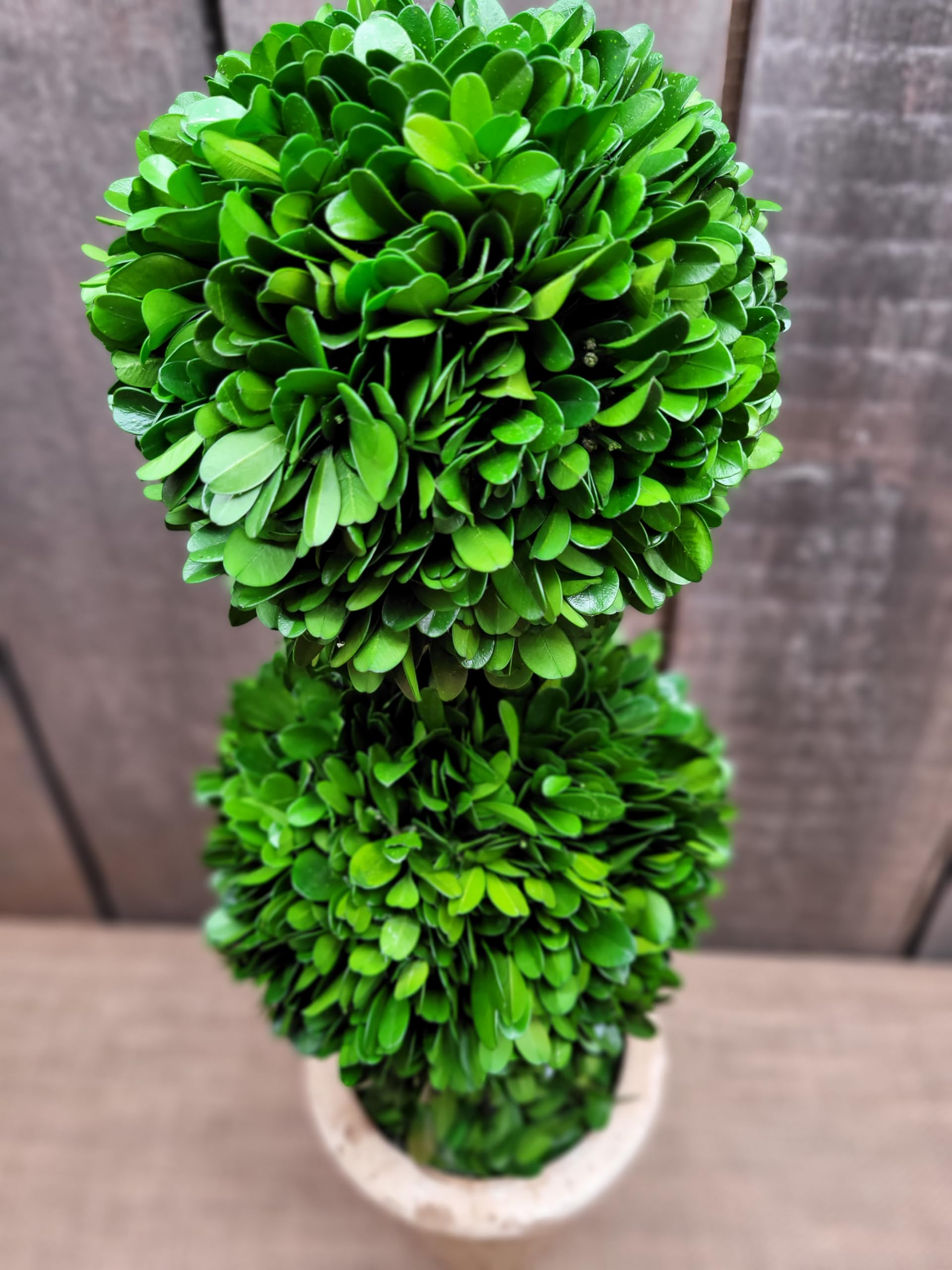 Tradingsmith Preserved Boxwood Double Ball Topiary 20 inch, Set of 2 Preserved Boxwood 20