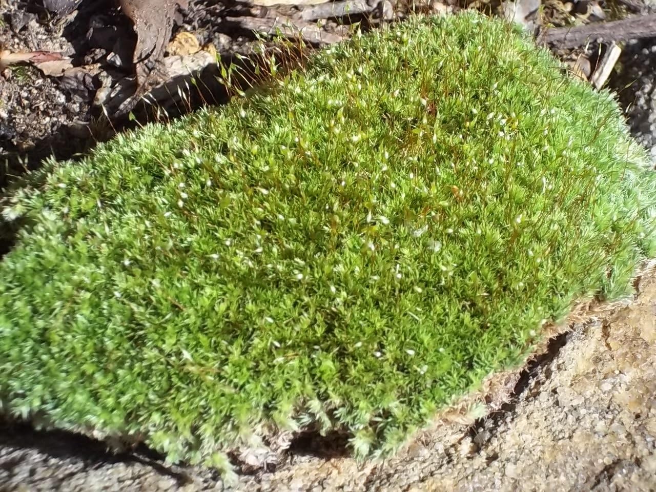 Appalachian Emporium's Live Fresh Cushion Moss for Terrariums, Vivarium, Fairy Gardens, Bonsai