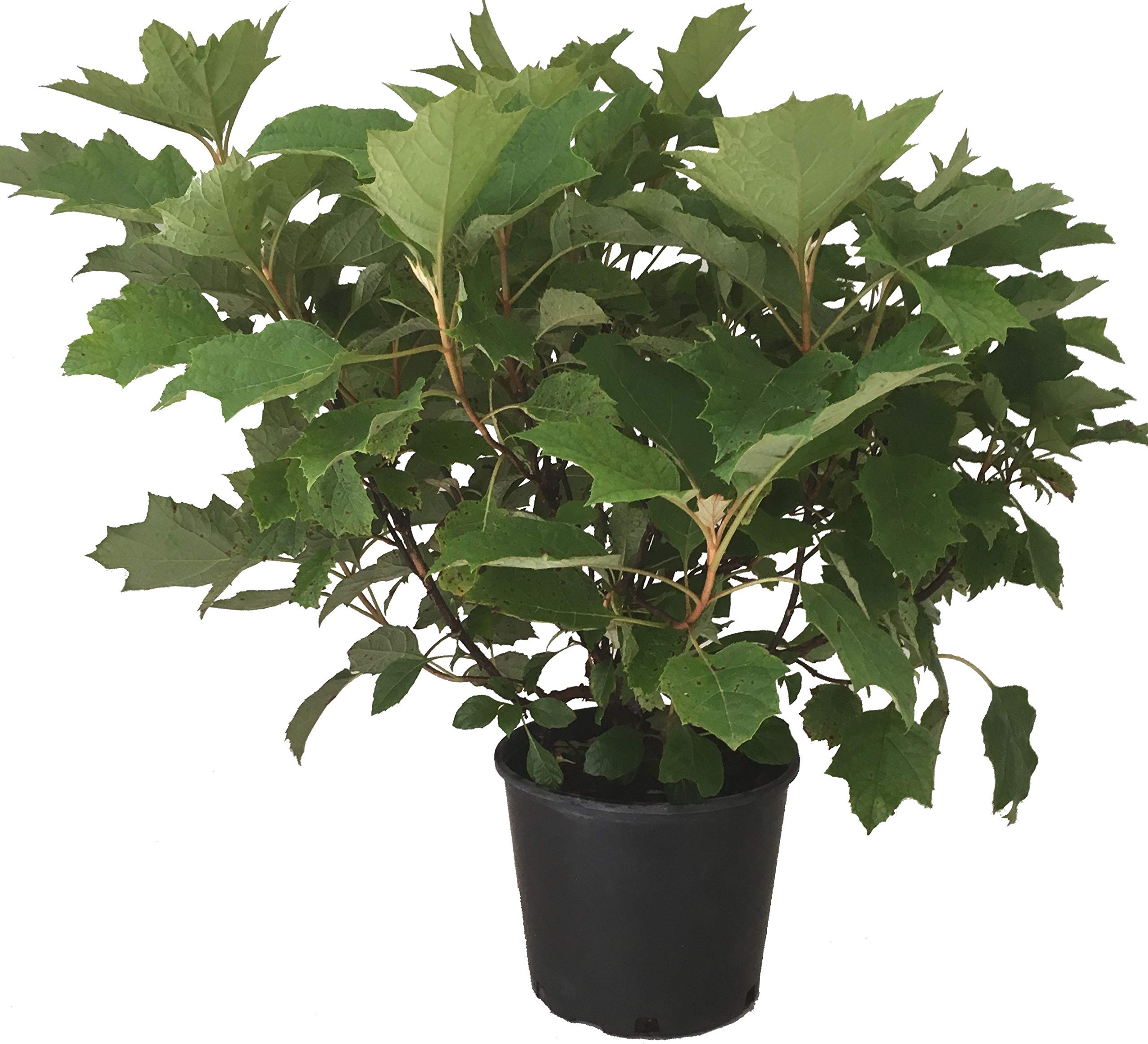 Hydrangea Qu. Alice 3 Gallon