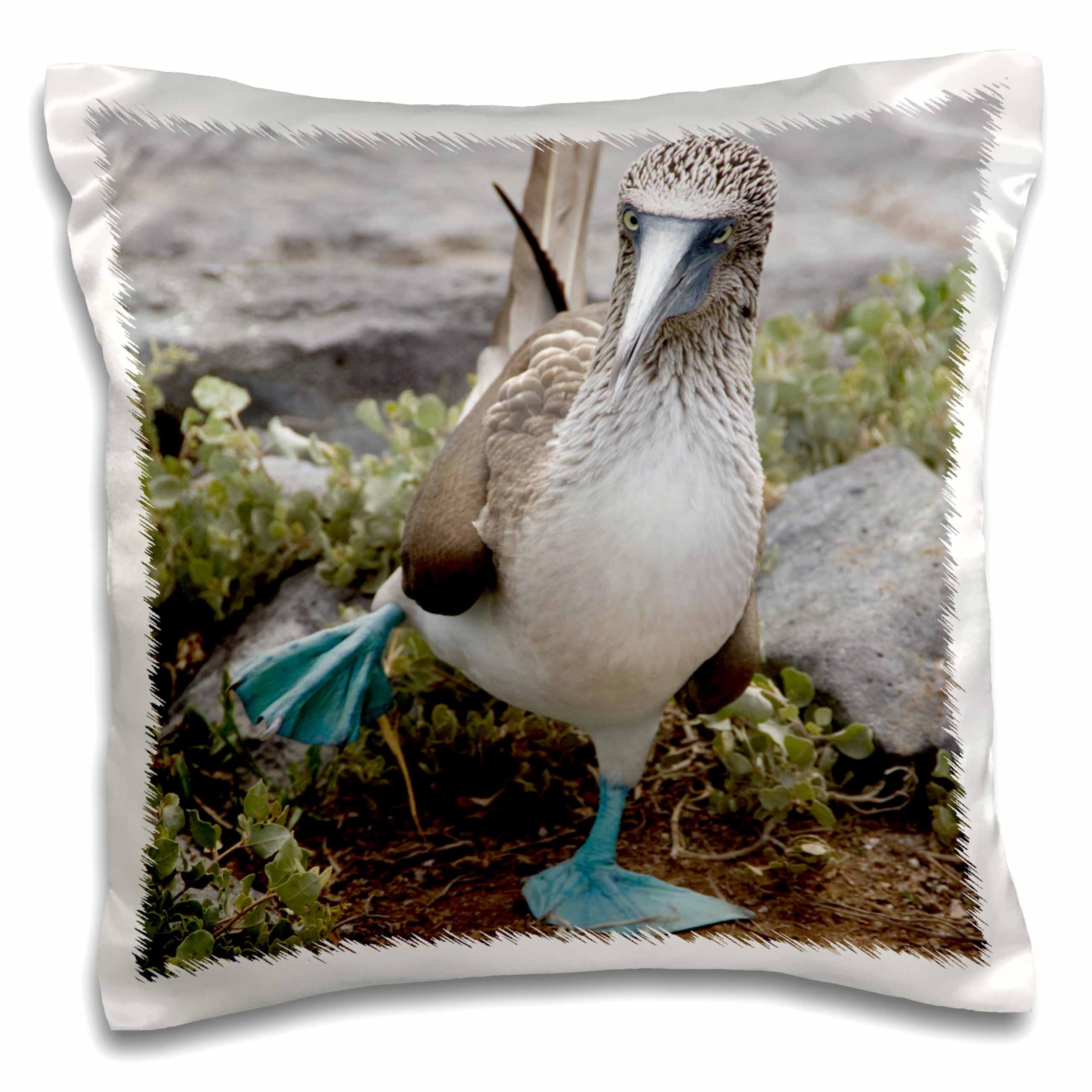 Ecuador Islas Galápagos Blue Footed Booby SA07 CMI0902 Cindy Miller Hopkins Funda de almohada, 16 x 16
