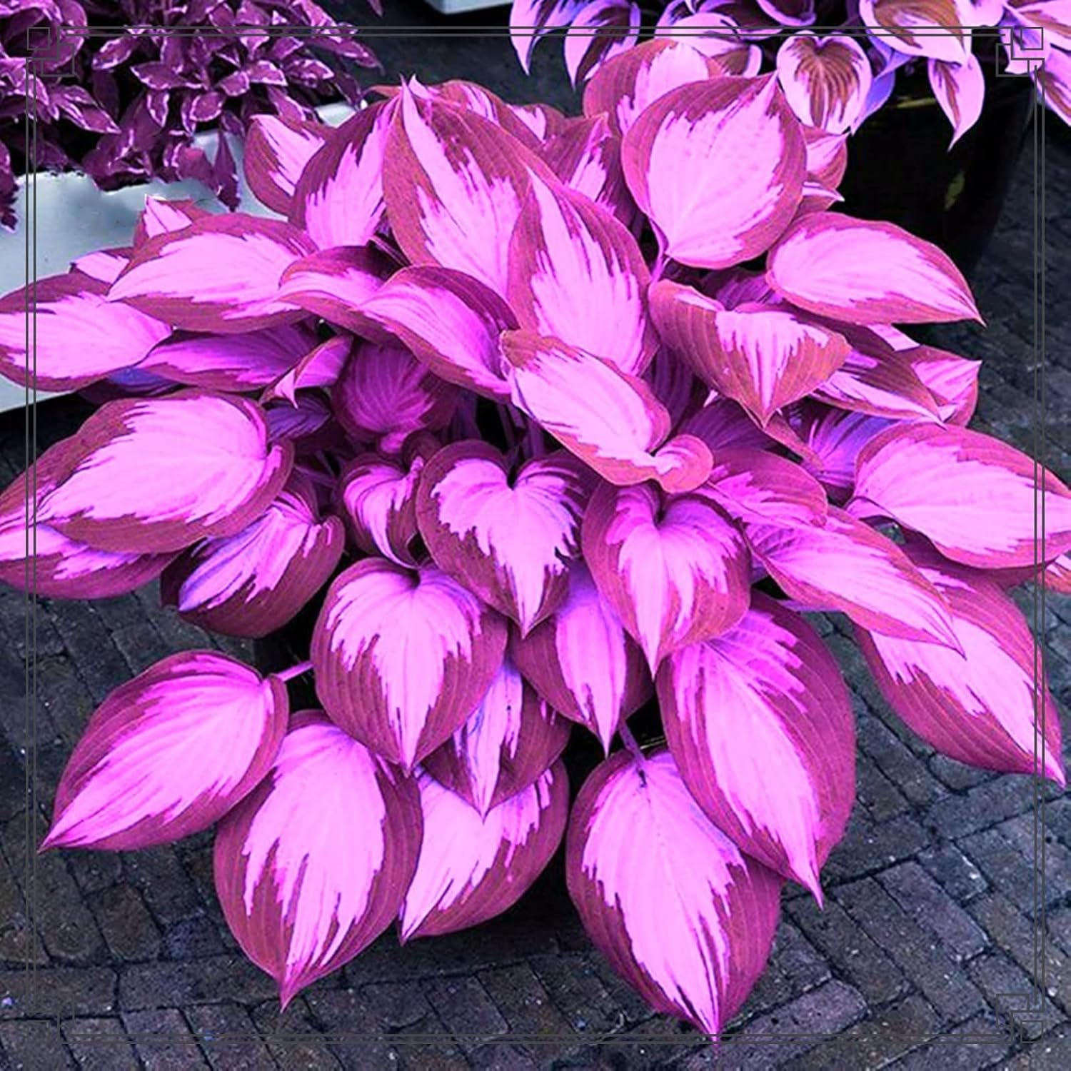 Hosta Rhizome MixedHosta Pflanze Winterhart/Garden Pflanzung/Alasines