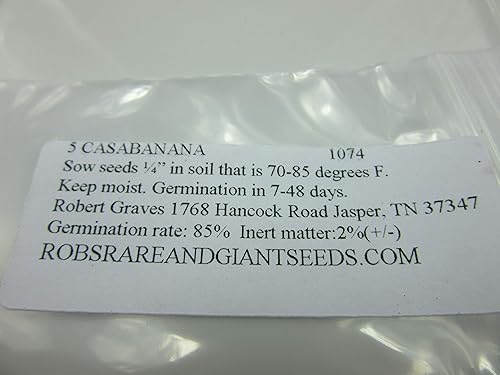 Miniatura 2 de 1074-Cassabanana Vine (Sicana Odorifera) Semillas de Robsrareandgiantseeds UPC0764425786535 Sin OGM, orgánico, USA Grower,1074 Paquete de 5 semillas