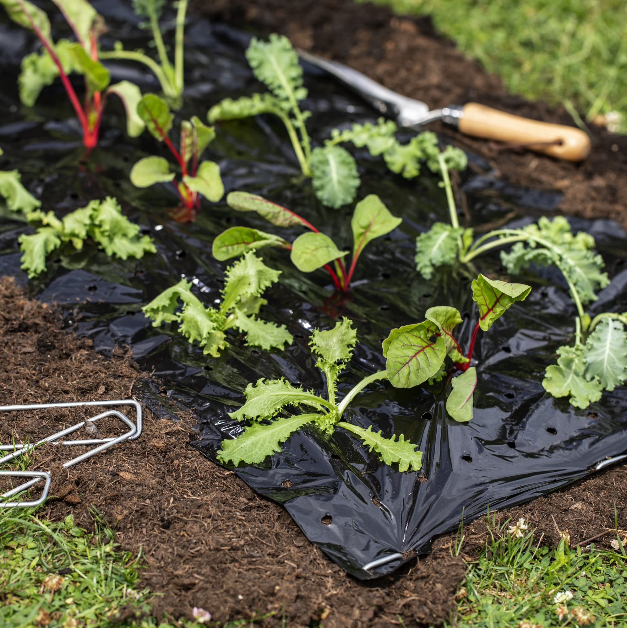 TENAX Dot Cover Film De Paillage Micro-Perforé 1,50 X 10 M Noir - Anti-Mauvaises Herbes Pour Potager & Fraises