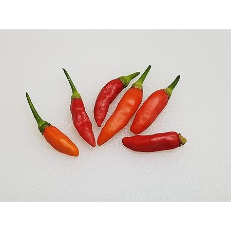 Amazon Com Tabasco Hot Pepper 20 Seeds Patio Lawn Garden