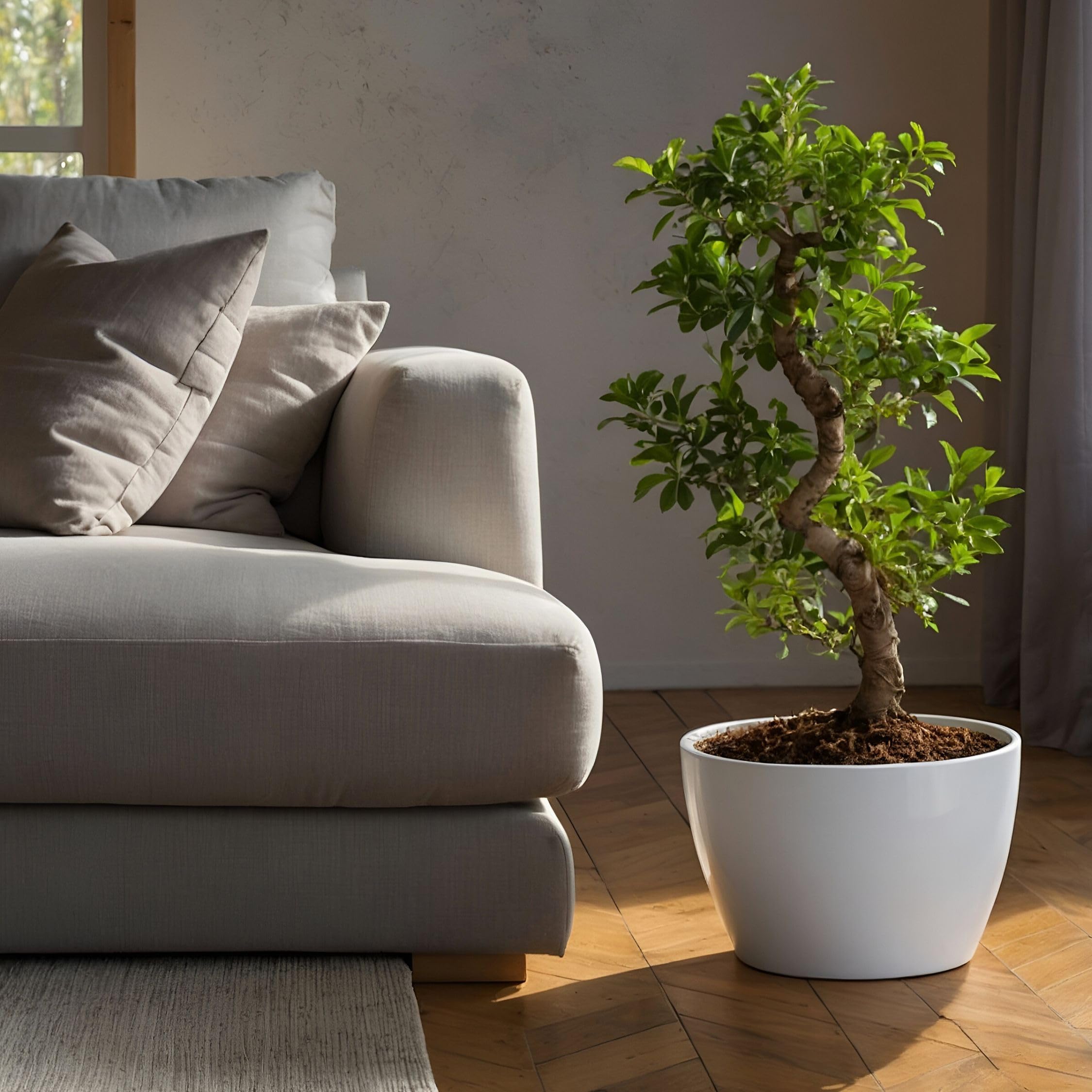 Plant in a Box - Ficus Ginseng S-Shape - Bonsai - Japański Bonsai - Doniczka 20cm - Wysokość 55-65cm