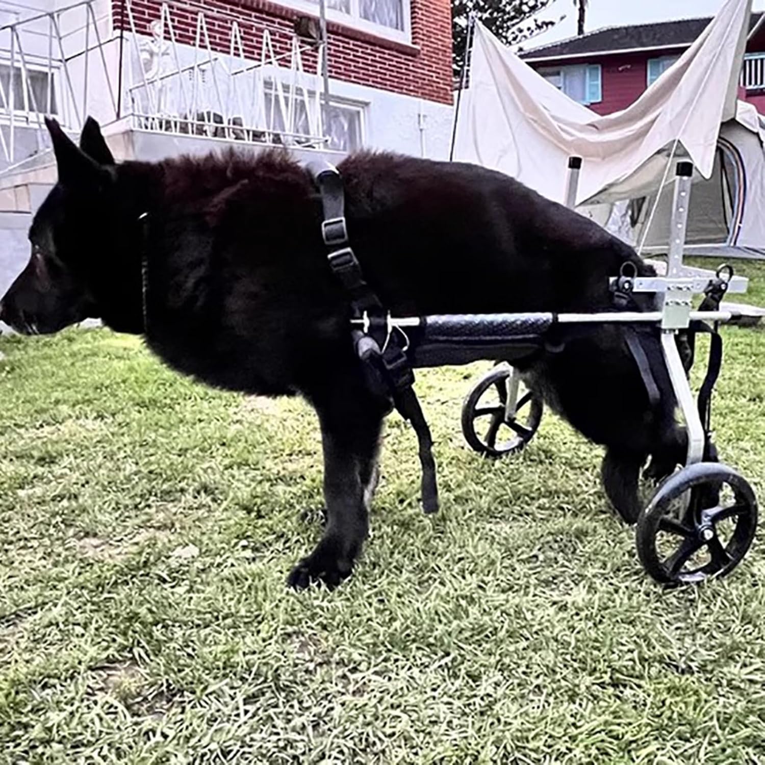 XXL Dog Wheelchair for German Shepherds - All-Terrain 2-Wheel Hip Support Brace for Paralysis & Mobility, Rear Leg Trolley for Dogs with Back Leg Issues