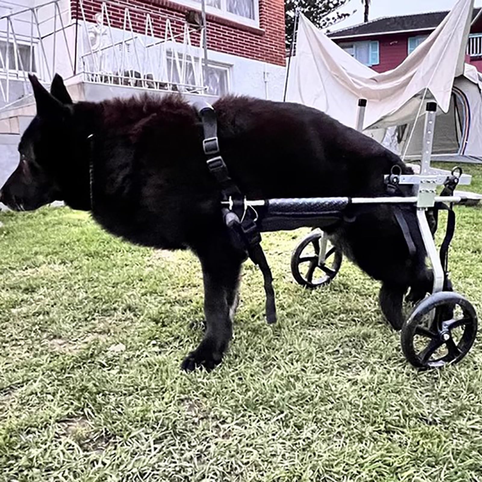 Chariot de soutien de hanche tout-terrain pour grand chien paralysé et Berger Allemand