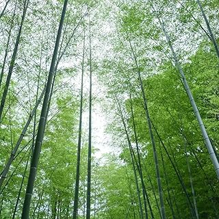 semillas de bambú - plantas jardín Plantas resistentes al invierno para balcones planta de balcón semillas plantas jardín decoración de balcones planta de bambú planta de 200pcs
