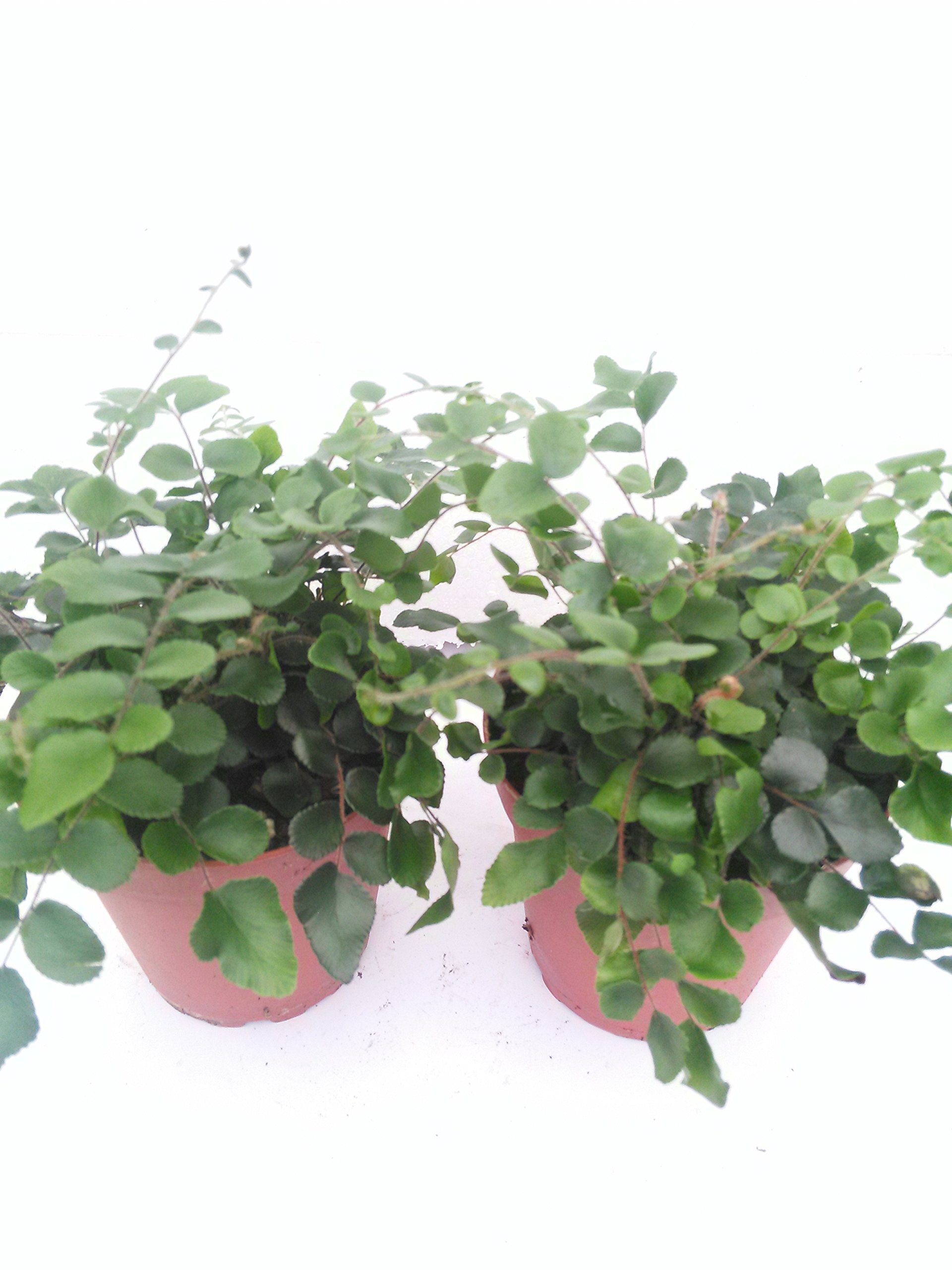 Jm bamboo Two Button Fern