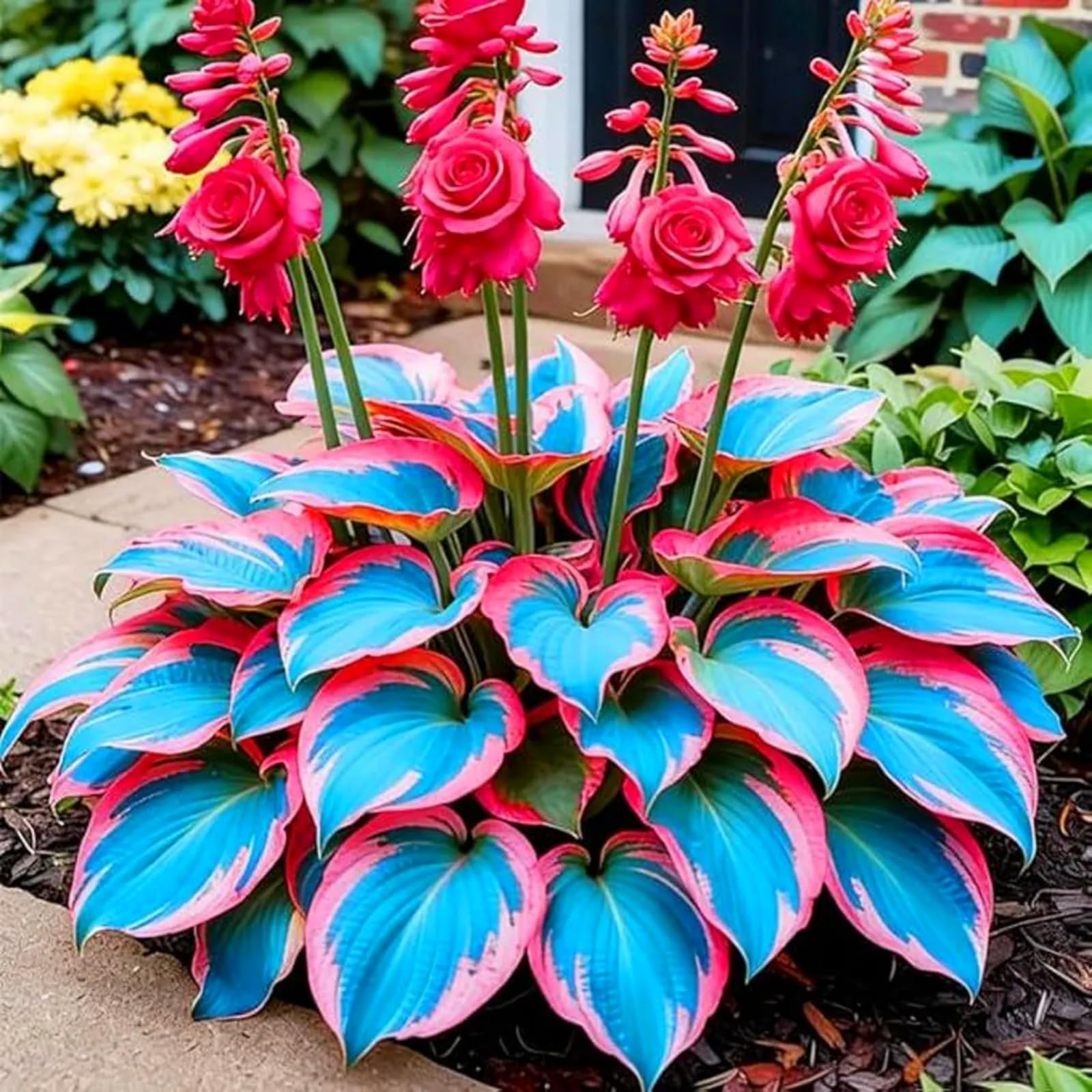 Perennial/Butterfly Flower//Hostas rhizomes/Hosta Bulbs for Planting Now UK/Excellent Display-10Bulbs -b