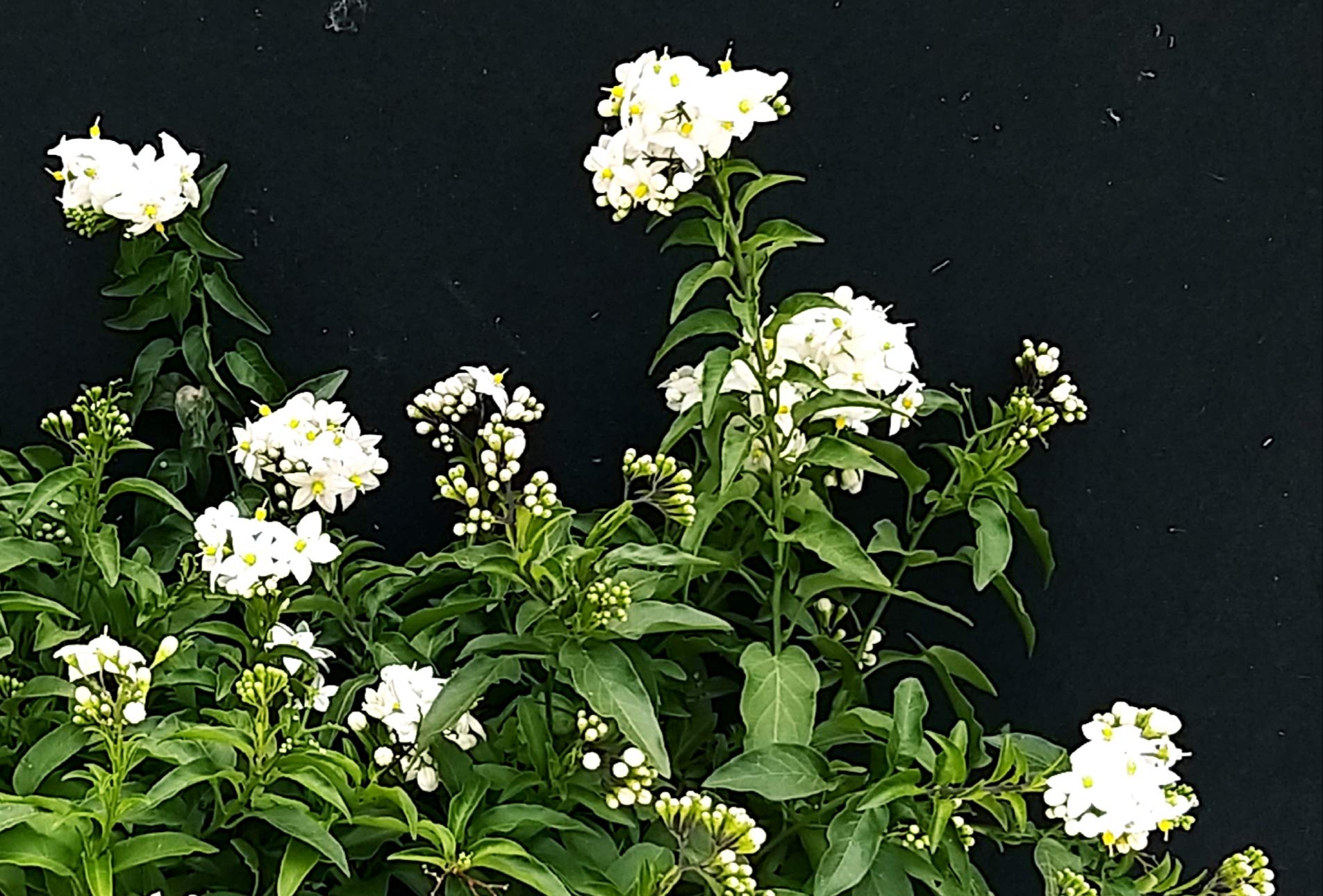 POWERS TO FLOWERS - SOLANUM JASMINOIDES, GELSOMINO, 2PIANTE vaso14cm, piante vere