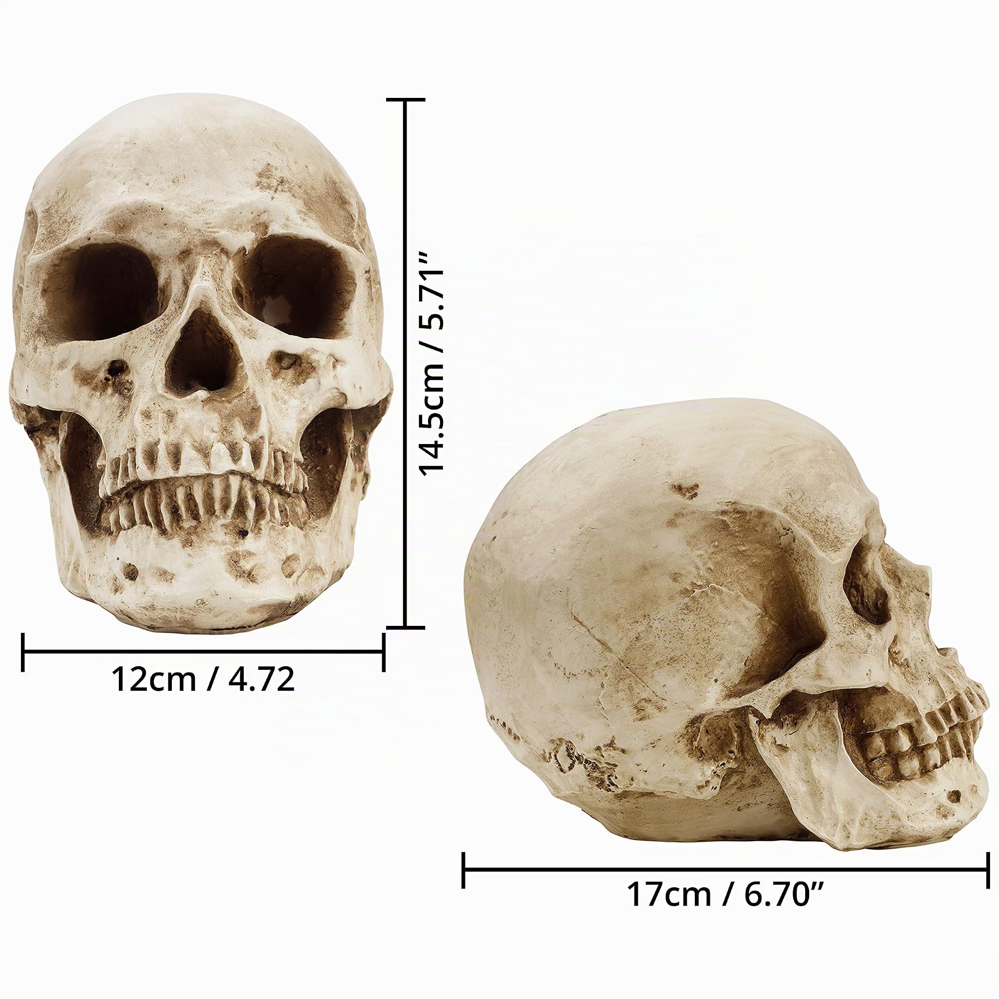 Kurtzy Anatomisches Schädel-Modell – L 12 x B 17 x H 14,5 cm – realistischer menschlicher Schädel, aus Kunstharz – Schädel-Dekoration in Naturgröße für den Unterricht der medizinischen Anatomie und