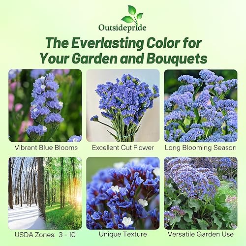 Miniatura 2 de Outsidepride 1000 semillas anuales limonium blue statice semillas de flores para plantar