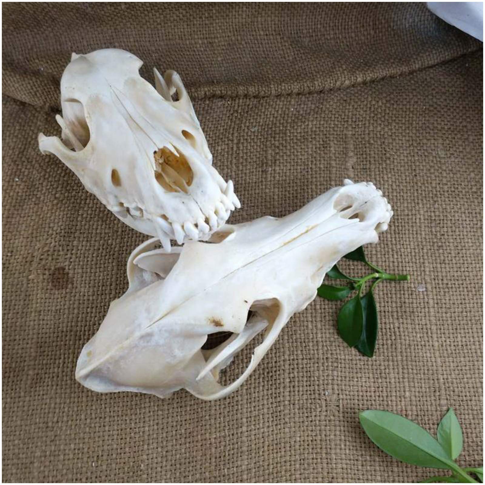 Próbka Czaszki Psa - Model Czaszki Psa - Model Czaszki Zwierzęcia Model Anatomii Czaszki Psa - Materiał Pvc Model Szkieletu Czaszki Psa - Do Nauki Weterynarii, Kolekcja S