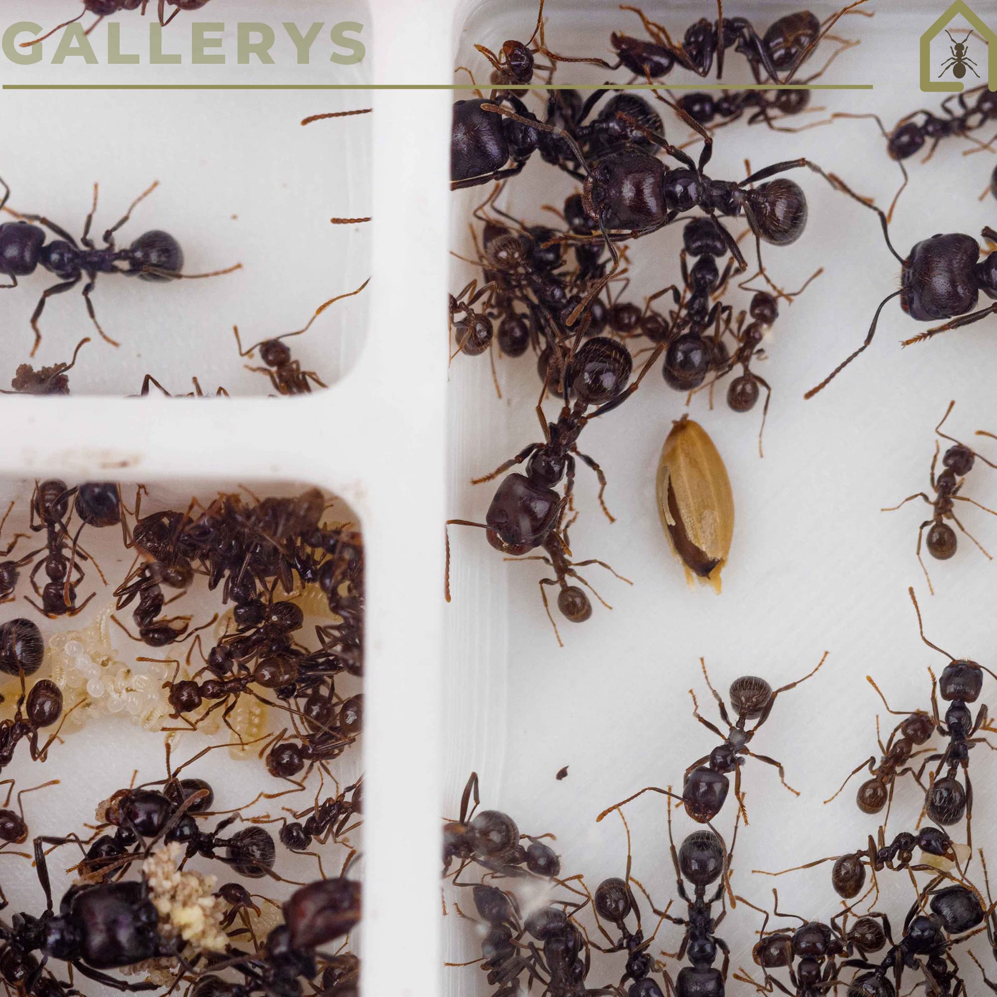 Anthouse.es - Hormigueros Modulares 3D - Modelo QBIK Duo - Terrario Ampliable para Hormigas Medianas - Hormiguero 3D con Sala de Forrajeo - 6,78x12,78x5 cm - 3