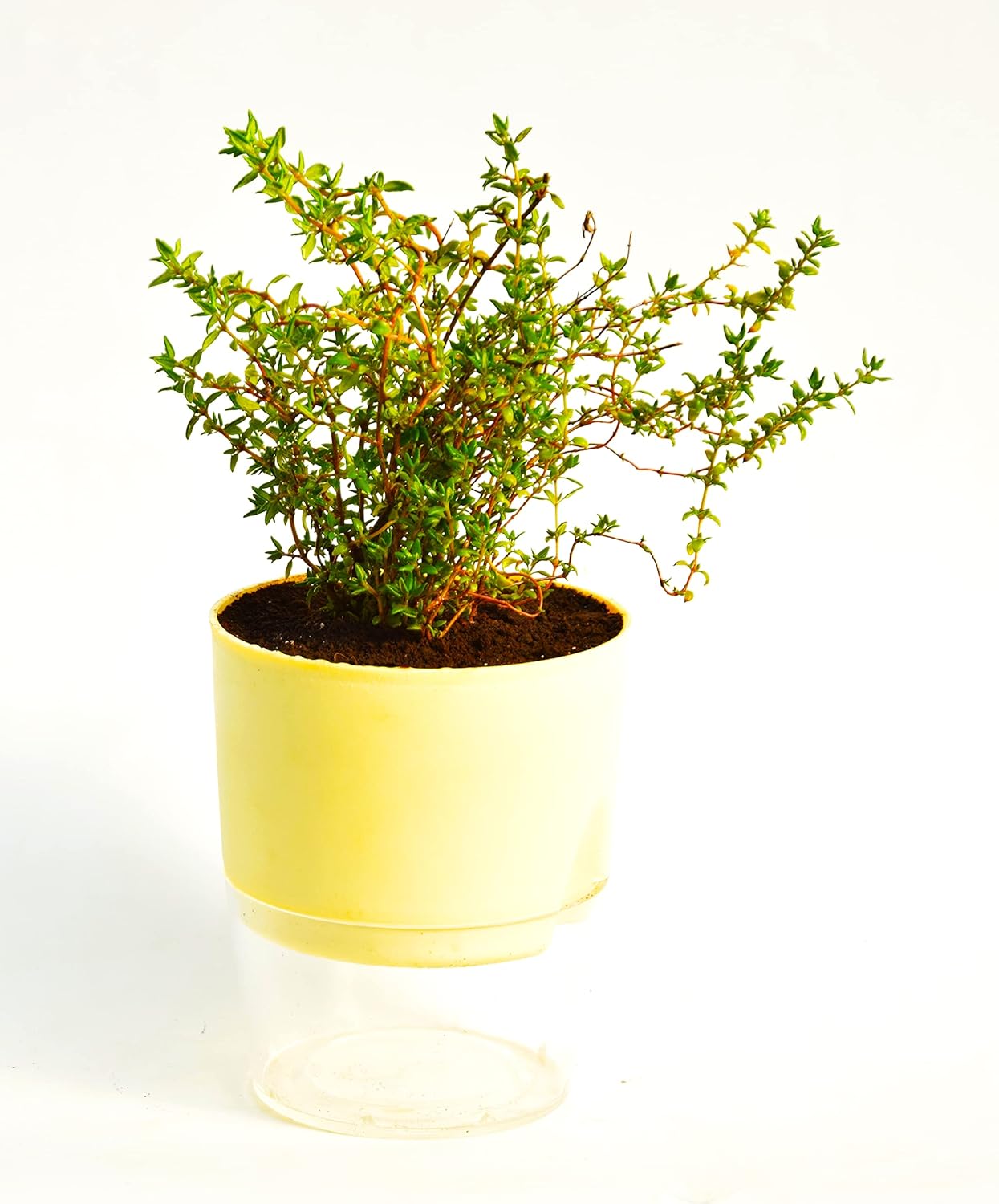 Thyme (Thymus vulgaris) Herb Medicinal Plant With Self Watering Pot by