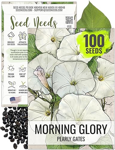 Seed Needs, Pearly Gates White Morning Glory Seeds  100 semillas tradicionales para plantar Ipomoea Tricolor  Escalador anual polinizado abierto