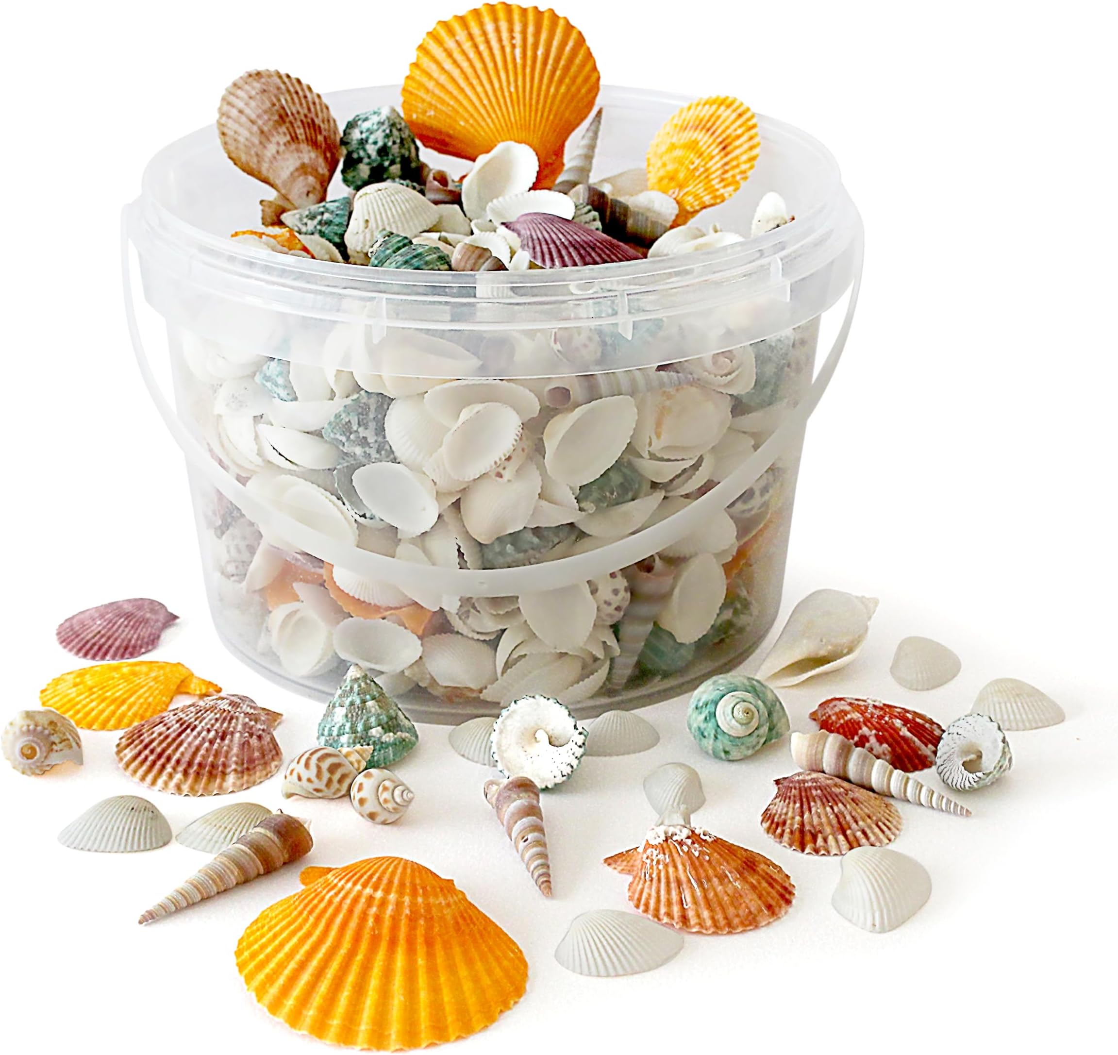 Rainbow Eco Play Mixed Seashells Approx. 450pcs, Natural Shells for Crafting, Real Beach Shells, Decorative, Arts and Crafts, Vase, Aquarium, Fish Tank, Home Décor